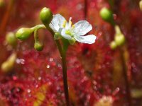 Drosera intermedia 97, Kleine zonnedauw, Saxifraga-Hans Dekker