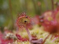 Drosera rotundifolia 58, Ronde zonnedauw, Saxifraga-Luuk Vermeer