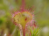 Drosera rotundifolia 59, Ronde zonnedauw, Saxifraga-Luuk Vermeer