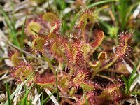 Drosera rotundifolia 65, Ronde zonnedauw, Saxifraga-Sonja Bouwman (3)