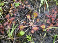 Drosera rotundifolia 66, Ronde zonnedauw, Saxifraga-Tom Heijnen