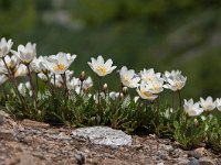 Dryas octopetala 68, Saxifraga-Luuk Vermeer