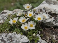 Dryas octopetala 71, Saxifraga-Luuk Vermeer