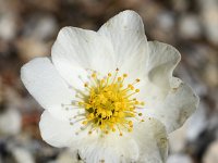 Dryas octopetala 72, Saxifraga-Sonja Bouwman  Zilverkruid - Dryas octopetala - Rosaceae familie; Gemmipas, Alp Trider (Zw)