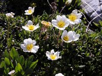 Dryas octopetala 75, Saxifraga-Luuk Vermeer