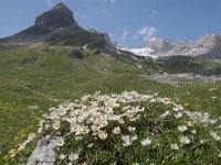 Dryas octopetala 77, Saxifraga-Luuk Vermeer