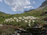 Dryas octopetala 78, Saxifraga-Luuk Vermeer