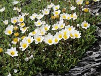 Dryas octopetala 80, Saxifraga-Luuk Vermeer