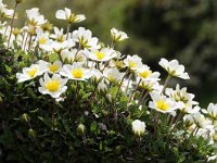 Dryas octopetala 81, Saxifraga-Luuk Vermeer