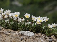 Dryas octopetala 82, Saxifraga-Luuk Vermeer