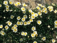 Dryas octopetala 84, Saxifraga-Jan van der Straaten