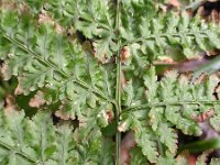 Dryopteris aemula, Hay-scented Buckler-fern