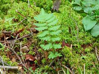 Dryopteris cristata 5, Kamvaren, Saxifraga-Hans Grotenhuis