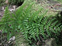 Dryopteris dilatata 10, Brede stekelvaren, Saxifraga-Rutger Barendse