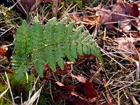 Dryopteris dilatata 14, Brede stekelvaren, Saxifraga-Hans Dekker