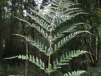 Dryopteris dilatata 15, Brede stekelvaren, Saxifraga-Rutger Barendse