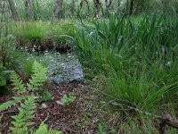 Dryopteris dilatata 17, Brede stekelvaren, Saxifraga-Hans Boll