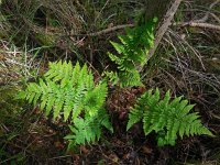 Dryopteris dilatata 19, Brede stekelvaren, Saxifraga-Ed Stikvoort