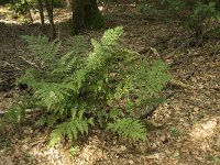 Dryopteris dilatata 2, Brede stekelvaren, Saxifraga-Jan van der Straaten