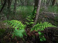 Dryopteris dilatata 20, Brede stekelvaren, Saxifraga-Ed Stikvoort