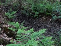 Dryopteris dilatata 22, Brede stekelvaren, Saxifraga-Ed Stikvoort