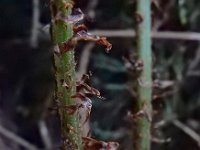 Dryopteris dilatata 23, Brede stekelvaren, Saxifraga-Ed Stikvoort