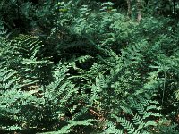 Dryopteris dilatata 4, Brede stekelvaren, Saxifraga-Piet Zomerdijk