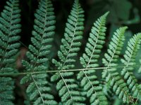 Dryopteris dilatata 5, Brede stekelvaren, Saxifraga-Piet Zomerdijk