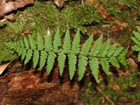 Dryopteris dilatata 6, Brede stekelvaren, Saxifraga-Marijke Verhagen