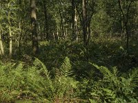 Dryopteris dilatata 8, Brede stekelvaren, Saxifraga-Jan van der Straaten