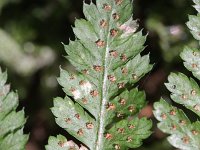 Dryopteris dilatata 9, Brede stekelvaren, Saxifraga-Rutger Barendse