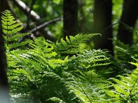 Dryopteris dilatata25, Brede stekelvaren, Saxifraga-Hans Dekker