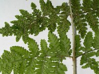 Dryopteris expansa, Spreading Wood-fern
