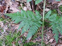 Dryopteris expansa 4, Tere stekelvaren, Saxifraga-Rutger Barendse