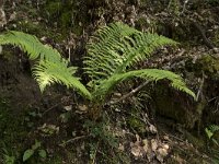 Dryopteris filix-mas 39, Mannetjesvaren, Saxifraga-Willem van Kruijsbergen