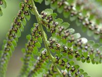 Dryopteris filix-mas 42, Mannetjesvaren, Saxifraga-Tom Heijnen