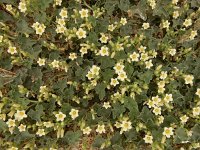 Ecballium elaterium 42, Saxifraga-Ed Stikvoort