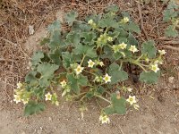 Ecballium elaterium 44, Saxifraga-Ed Stikvoort