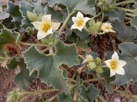 Ecballium elaterium 45, Saxifraga-Ed Stikvoort