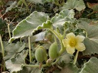 Ecballium elaterium 47, Saxifraga-Ed Stikvoort