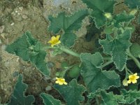 Ecballium elaterium 54, Saxifraga-Jan van der Straaten