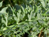 Echinophora spinosa 1, Saxifraga-Sonja Bouwman  Prickly parsnip - Echinophora spinosa - Apiaceae familie