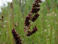 Echinochloa crus-galli, Barnyard Grass