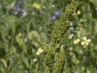 Echinochloa crus-galli 6, Hanenpoot, Saxifraga-Willem van Kruijsbergen