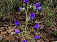 Echium creticum 12, Saxifraga-Ed Stikvoort