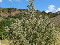 Echium italicum 31, Saxifraga-Ed Stikvoort