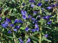 Echium plantagineum 35, Weegbreeslangenkruid, Saxifraga-Harry Jans