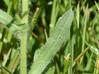 Echium plantagineum 36, Weegbreeslangenkruid, Saxifraga-Sonja Bouwman  645. Weegbreeslangenkruid - Echium plantagineum - Boraginaceae familie (zw)