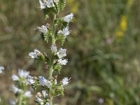 Echium vulgare 75, Slangenkruid, Saxifraga-Willem van Kruijsbergen