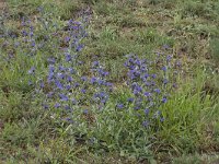 Echium vulgare 78, Slangenkruid, Saxifraga-Willem van Kruijsbergen